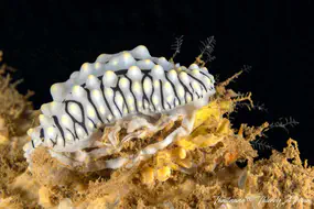 bio2_ponte-de-nudibranche-750.jpg