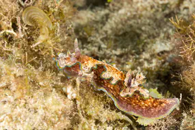 macro1_nudibranche-750.jpg